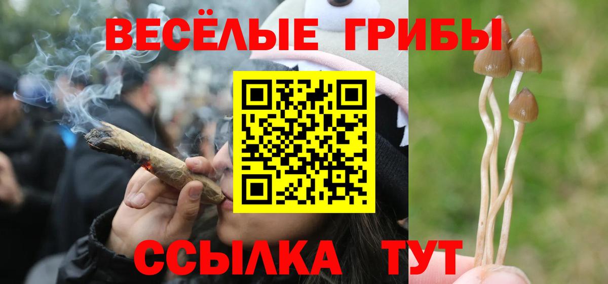 Череповец  Псилоцибиновые грибы Psilocybine cubensis  Вход с VPN 